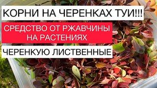 КОРНИ НА ЧЕРЕНКАХ ТУИ!!! СРЕДСТВО ОТ РЖАВЧИНЫ |ЧЕРЕНКУЮ ЛИСТВЕННЫЕ | САДОВЫЕ ДЕЛА