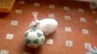 Bandida jugando al futbol