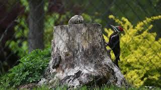 캐나다살기 #40 Wild Birds _ Pileated Woodpecker & Humming Bird in Wolfville, Nova Scotia