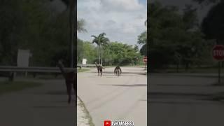 애쉬튼 홀 vs 스피드