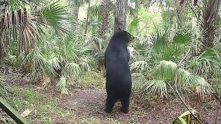 Black Bear Discovery Hike on "Florida on a Tankful", Spectrum News 13 Orlando