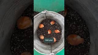 How to plant and grow TULIPS #gardentips #garden101 #tulips