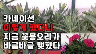 카네이션 여름에 삽목해서 가을에 순치기하고 지금은 꽃봉오리가 바글바글 하다 / 카네이션 일년 내내 실패 없이 잘 키우기