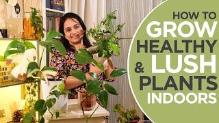 How to grow lush and healthy plants indoors | Growing low light plants indoors successfully