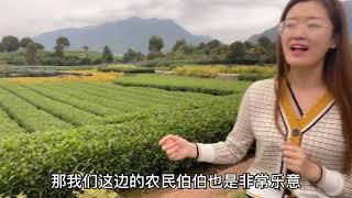 【茶叶西施】关于茶叶农残问题，真的有那么可怕吗？很多人都不敢说