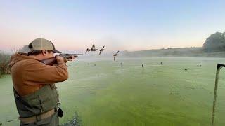 Duck Hunting a Secluded Foggy Pond! (Early Season Teal)