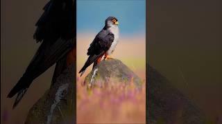Cool Amur falcon | Bird photography | Wildlife photography #birds #shorts
