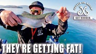 They'reGetting Fat at Berryessa! - Solo Fish Party - Lake Berryessa Fishing 12/4/20