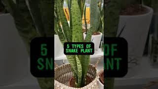 5 TYPES OF SNAKE PLANT. Which one is your favourite? #sansevieria #snakeplant #indoorplants