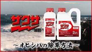 ザクサ侍　弐番勝負　～オヒシバ編～
