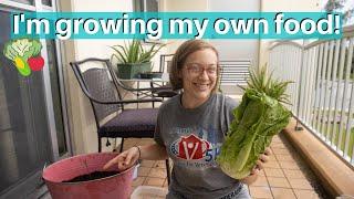 STARTING  AN APARTMENT GARDEN | How to grow food in a small space