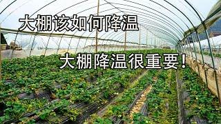 如何给大棚降温，大棚降温很重要！【付老师种植技术团队官方频道】