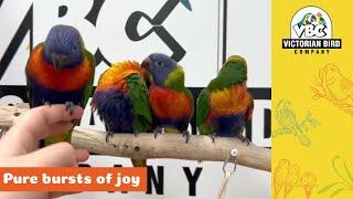 Gorgeous Baby Rainbow Lorikeets | Victorian Bird Co