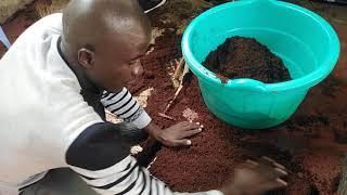 How to prepare coco peat/Media and raise healthy seedling.     #Letsgrowtogether