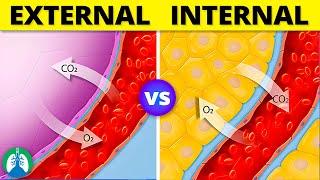 Internal vs. External Respiration | Simple Explanation