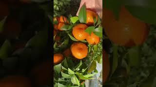 Vitamin C include oranges, A daily dose of Vitamin C keeps you strong and healthy