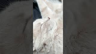 Cat Purring While Asleep.  Wakes up Purrs louder