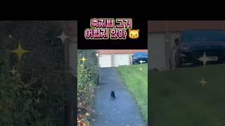 보고도 믿기 힘든 축지냥의 발놀림
