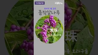 #좀작살나무 #임영웅           #가을 #garden #tv어딜가든