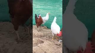 Baba poultry farm #bhojpuri #ashishyadavnewsong #ashishyadavkanewsong #singerashishyadav #chicken