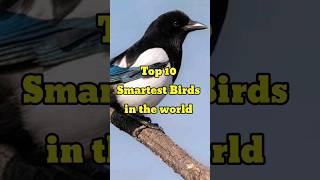 Top 10 Smartest birds in the world