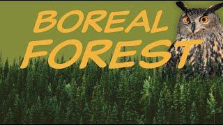 Explore the BOREAL FOREST Biome  Nature Ecology & Environment