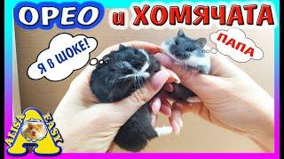 СМЕШНЫЕ ХОМЯЧАТА / ЗНАКОМЯТСЯ С ПАПОЙ ОРЕО / Утро Хомки / Alisa Easy Pets