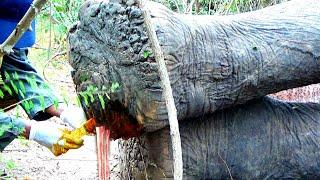 Heart warming! Treatment to elephant suffering from Abscess in the foot