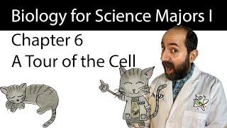 Chapter 6 - A Tour of the Cell