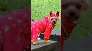 森の中のヨーキーらん/Yorkie in the forest