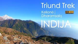 Kelionė į mažajį Tibetą, Dharamsala, Triund Trek, Himalajai, Šiaurės Indija.