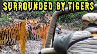 3 Tigers Surround our Gypsy in Jim Corbett Dhikala Zone | Jim Corbett Best Zone | Dhikala Safari