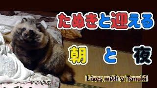 【タヌキと2人暮らし】タヌキと迎える朝と夜。(Good morning Tanuki.Good night Tanuki.)