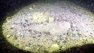 Rare footage of Stargazer fish swimming off after being unveiled, and re-burying itself again!!