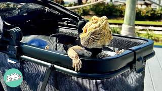 Woman Saves A "Scary" Bearded Dragon. Now They Go On Walks Together | Cuddle Buddies