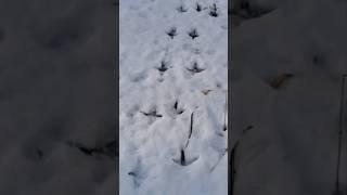 Animal Tracks in the Snow|Wildlife on the Move