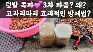 텃밭, 쪽파 3차 파종 왜? / 고자리파리 효과적인 방제방법?