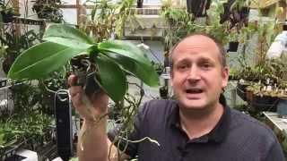 ORCHID ROOT CARE: WHAT TO DO WITH THOSE ORCHID AERIAL ROOTS