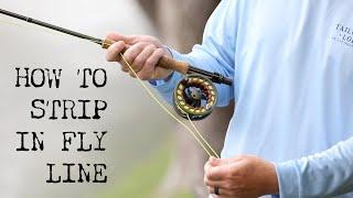 How to strip in fly line (South Holston River)