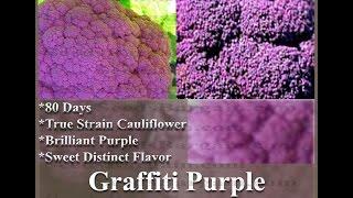 GRAFFITI Cauliflower seeds - Sweet Distinct Flavor,  SEEDS on  www.MySeeds.Co