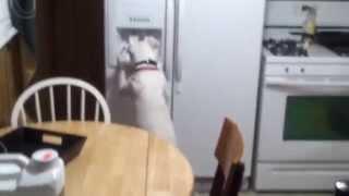 Grace drinking from fridge