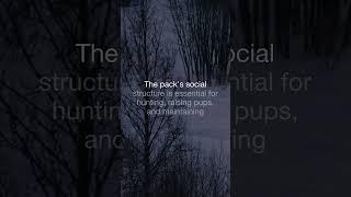 Alpha Wolves Pack Hierarchy Explained