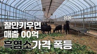 개고기 금지 후 폭등한 흑염소몸값 흑염소농장 운영 팁을 알아보자!