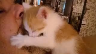 Рыжий кот Апельсин