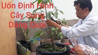 Uốn Cây Sung Con Rất Quái # Cây Sung Bonsai