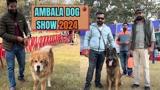 100 BIG DOGS IN AMBALA DOG SHOW 2024 | AMERICAN AKITA , DOBERMANN, TIBETAN MASTIFF AND MANY OTHERS