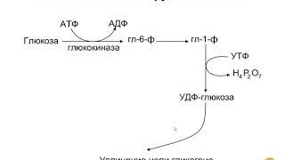 Обмен углеводов Часть 1