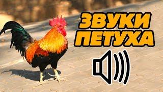 Звук петуха: как кукарекает петух