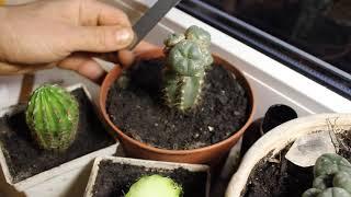 Cactus lophophora grafting