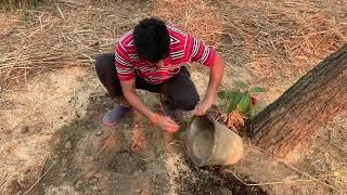 Aam ka ped kaisa lagaen || How to plantation || Mango plantation || Mango tree.